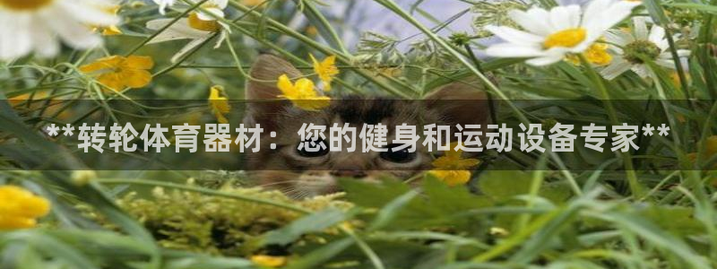 耀世集团董事长：**转轮体育器材：您的健身和运动设备