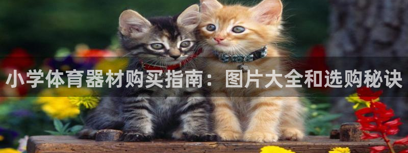耀世国际平台正规吗：小学体育器材购买指南：图片大全和