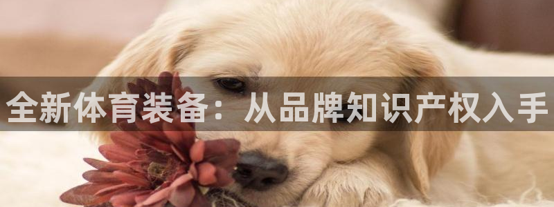 耀世娱乐平台官网入口：全新体育装备：从品牌知识产权入